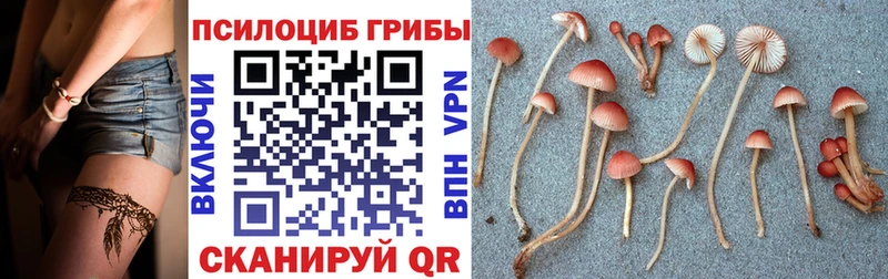 Купить закладки  Балабаново  Псилоцибиновые грибы Psilocybine cubensis 
