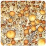 Псилоцибиновые (галлюциногенные)  грибы Psilocybin "Golden Teacher" в Балабаново