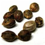 Семена марихуаны АК-47  (Seeds AK-47) в Балабаново